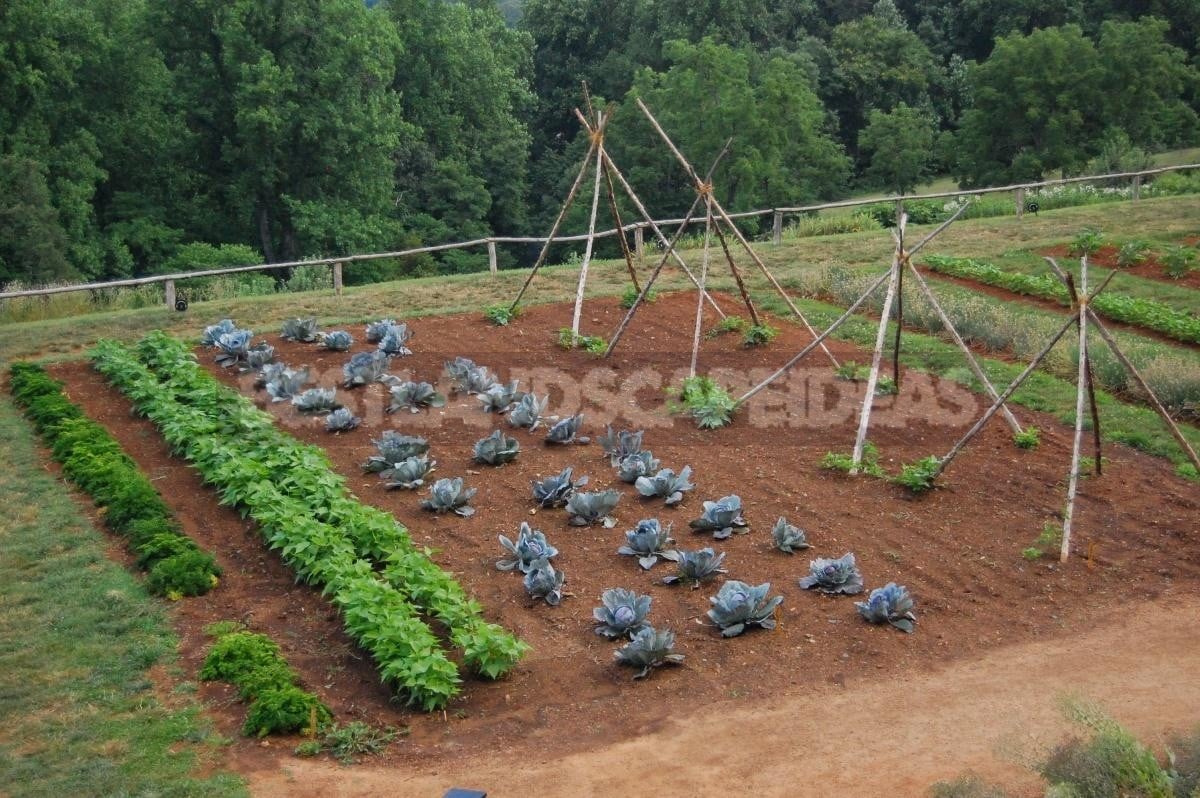 Features of the Use of Peat as Fertilizer