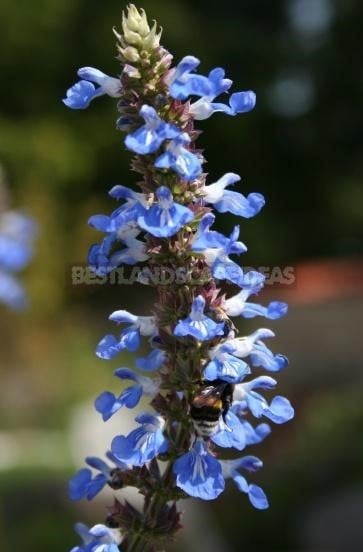 How To Plant And Care For Salvia