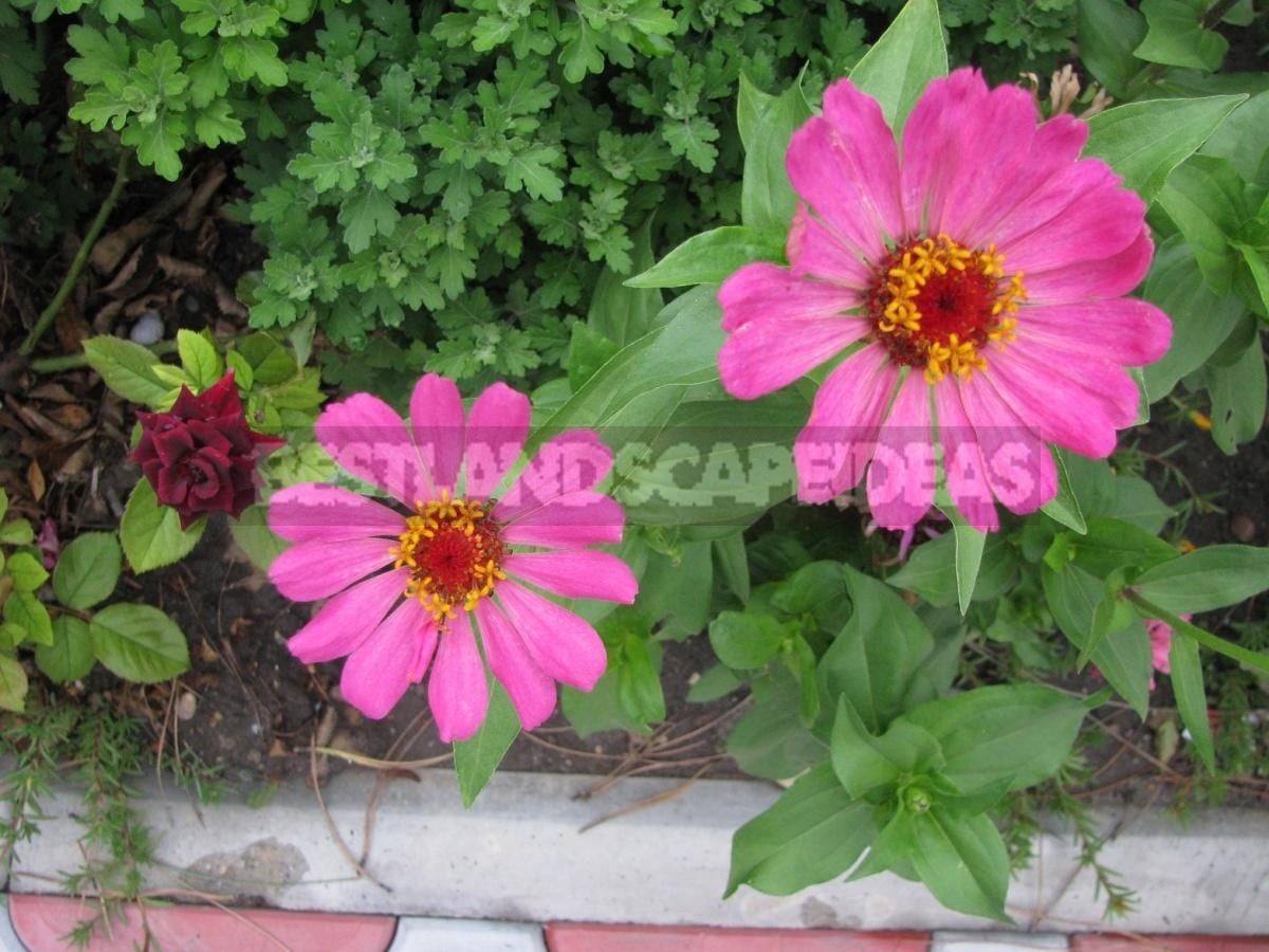 Zinnia Will Decorate Any Flower Garden