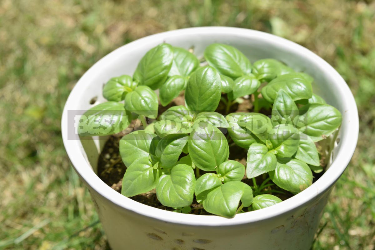 How To Plant And Care For Basil