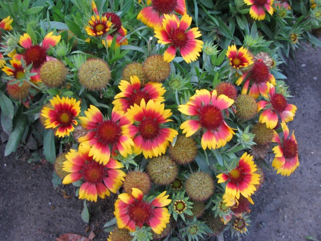 Elegant Gaillardia