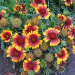 Elegant Gaillardia