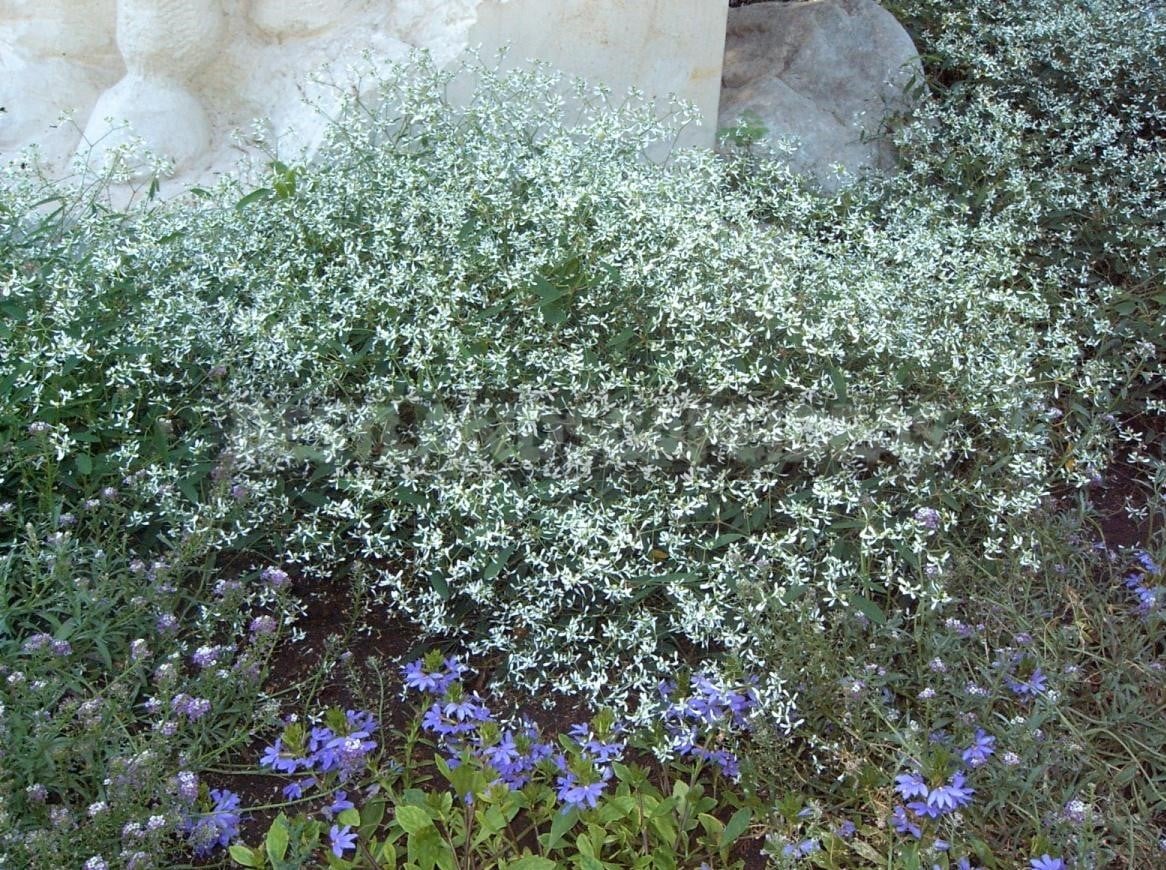 Fluffy Clouds Euphorbia Hybrida