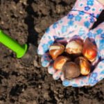 Autumn Planting Bulbs: Simple Rules and Techniques