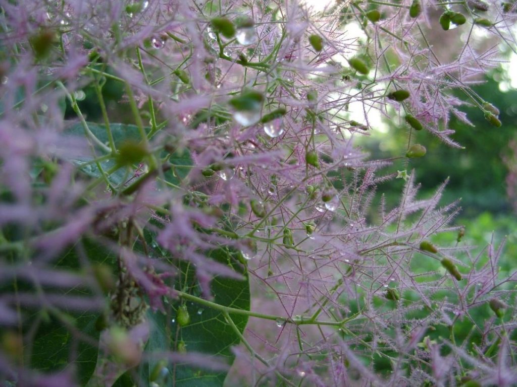 Planting, Growing, Caring for Cotinus