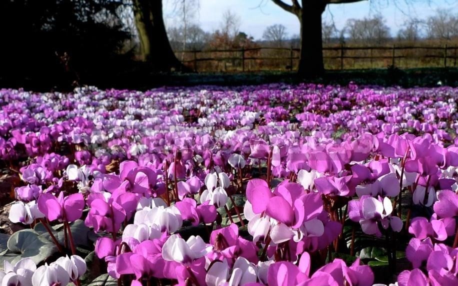 Cyclamen - Dancing Butterflies in Your Garden