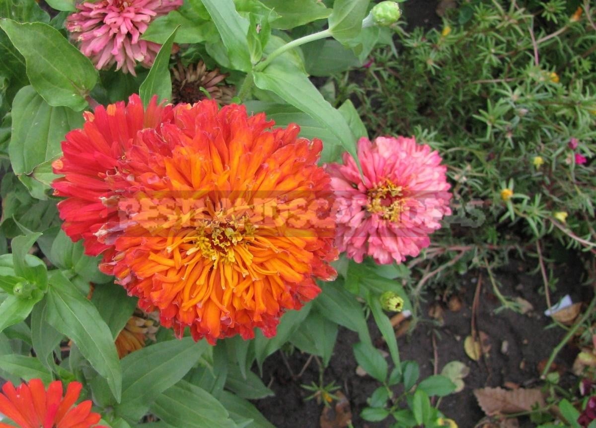 Zinnia Will Decorate Any Flower Garden