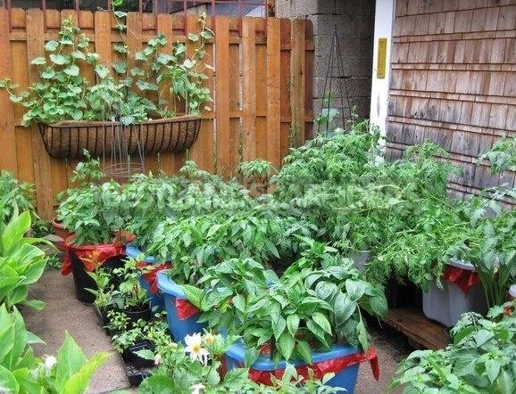 Top 10 Trends in Gardening
