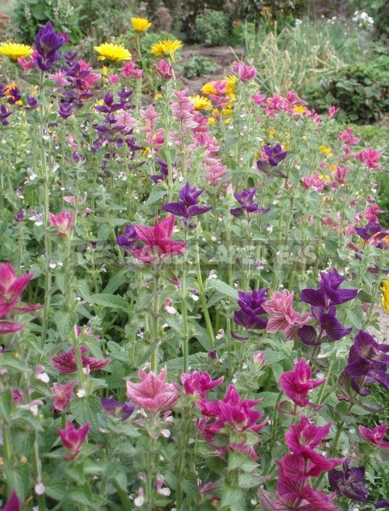 How To Plant And Care For Salvia