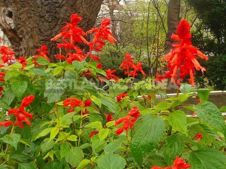 How To Plant And Care For Salvia