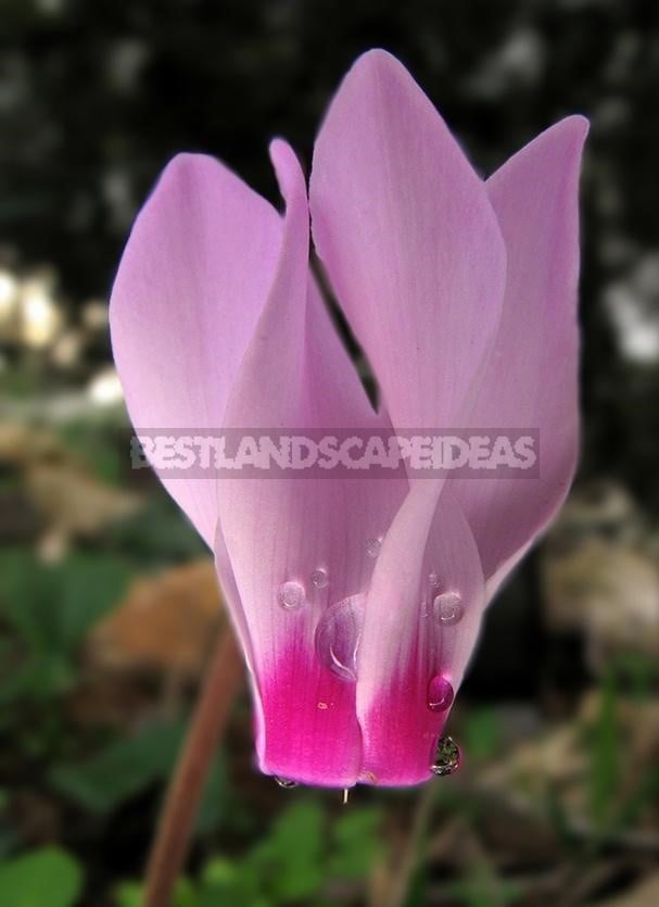 Cyclamen - Dancing Butterflies in Your Garden