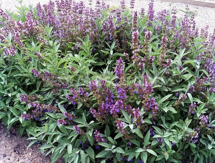 How To Plant And Care For Salvia