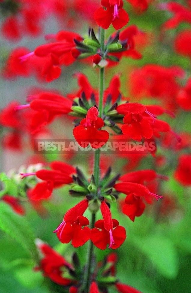 How To Plant And Care For Salvia