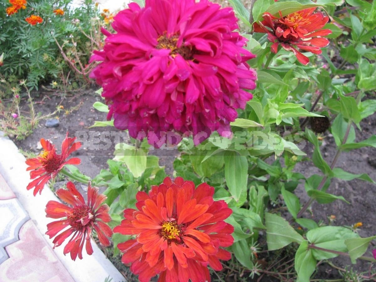 Zinnia Will Decorate Any Flower Garden