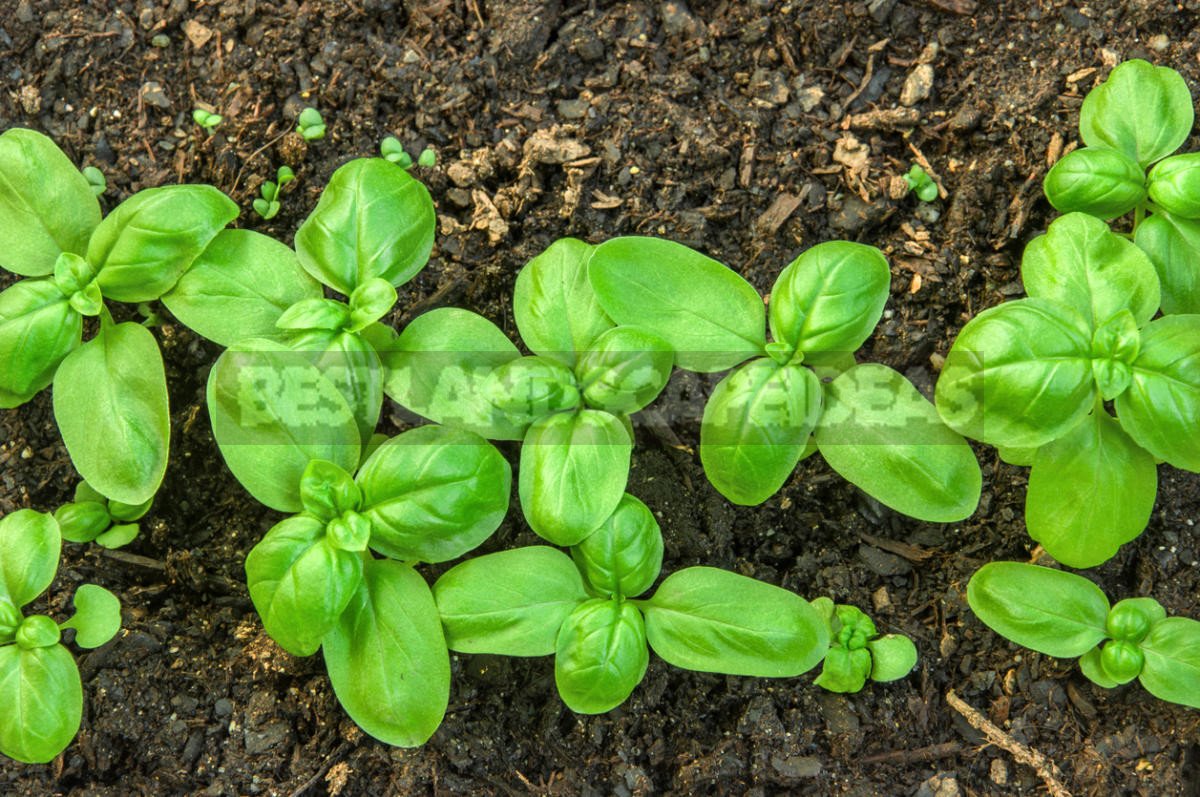 How To Plant And Care For Basil