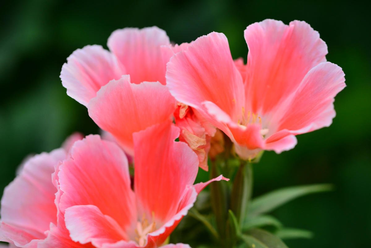 Clarkia - Flower of Passion