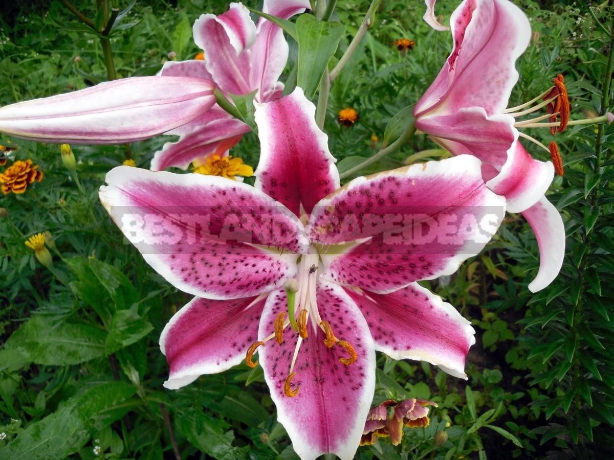 My Oriental Beauty-Lily 'Stargazer'