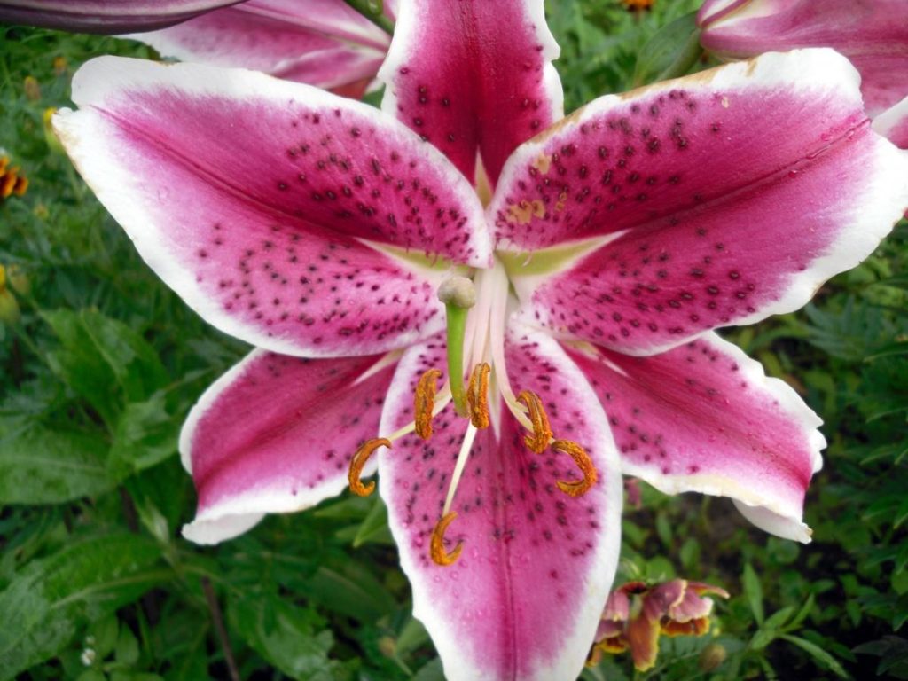 My Oriental Beauty-Lily ‘Stargazer’