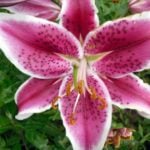My Oriental Beauty-Lily ‘Stargazer’