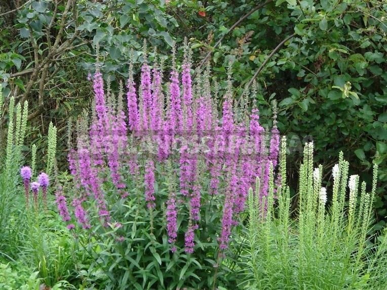 How To Plant And Care For Salvia