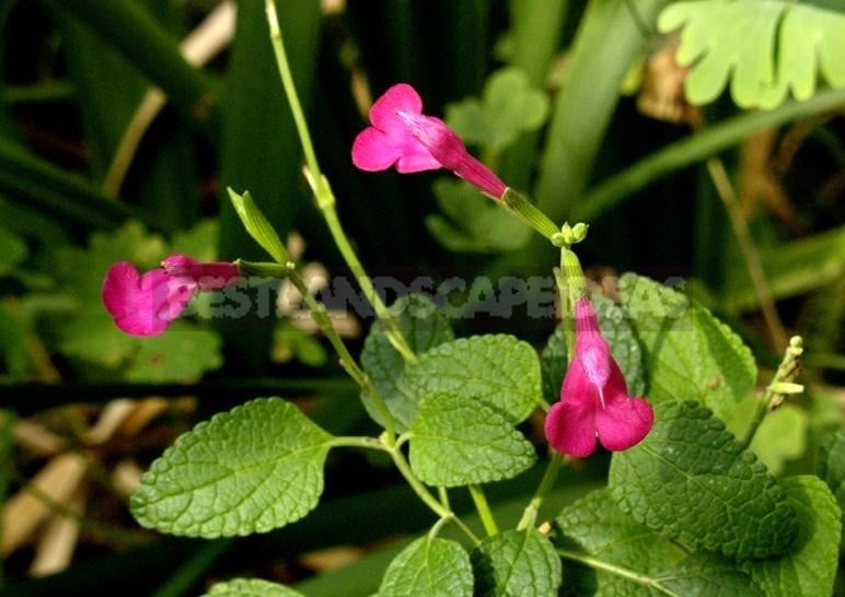 How To Plant And Care For Salvia