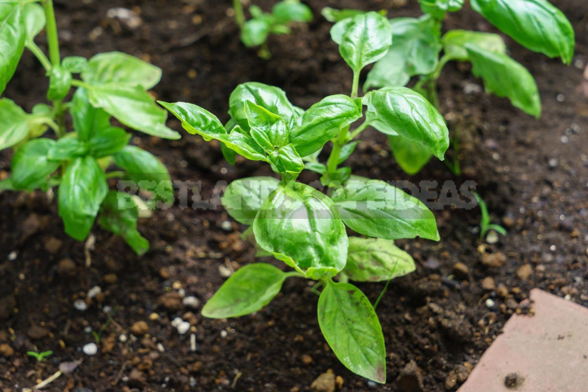 How To Plant And Care For Basil