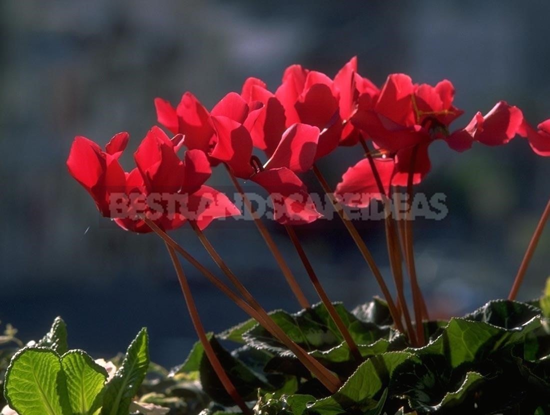 Cyclamen - Dancing Butterflies in Your Garden