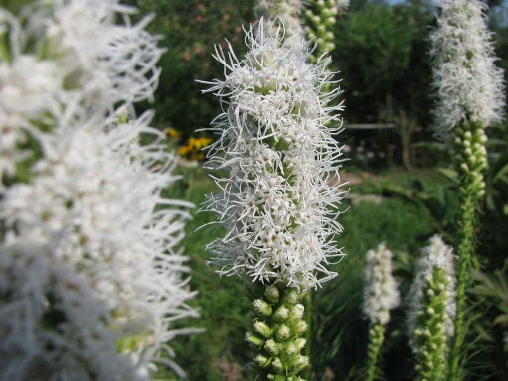 Gentle Liatris