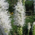 Gentle Liatris