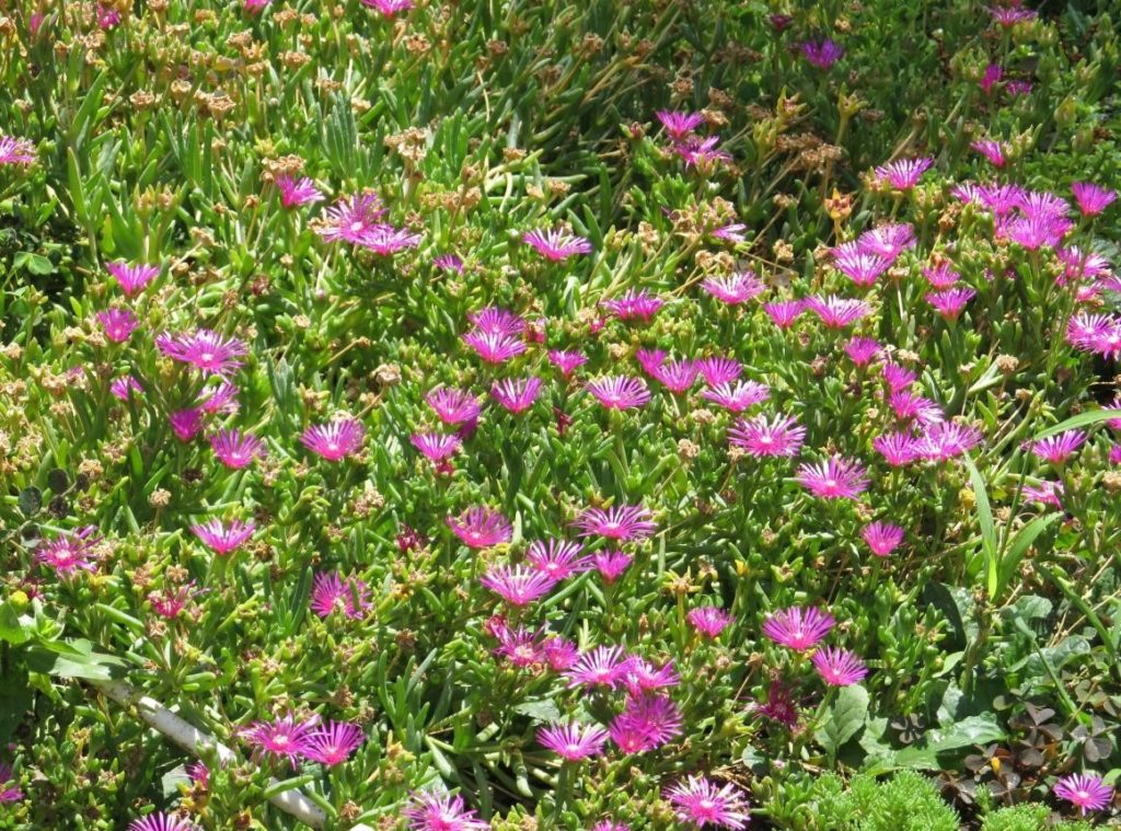 Delosperma for Rockery