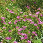 Delosperma for Rockery