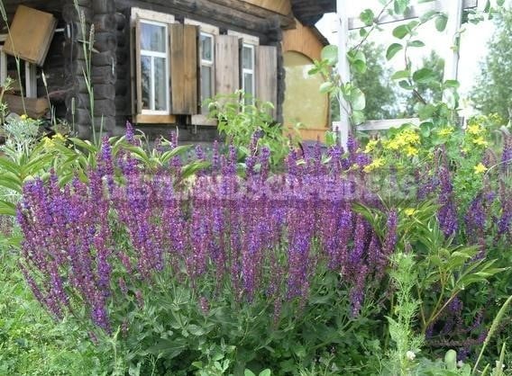 How To Plant And Care For Salvia