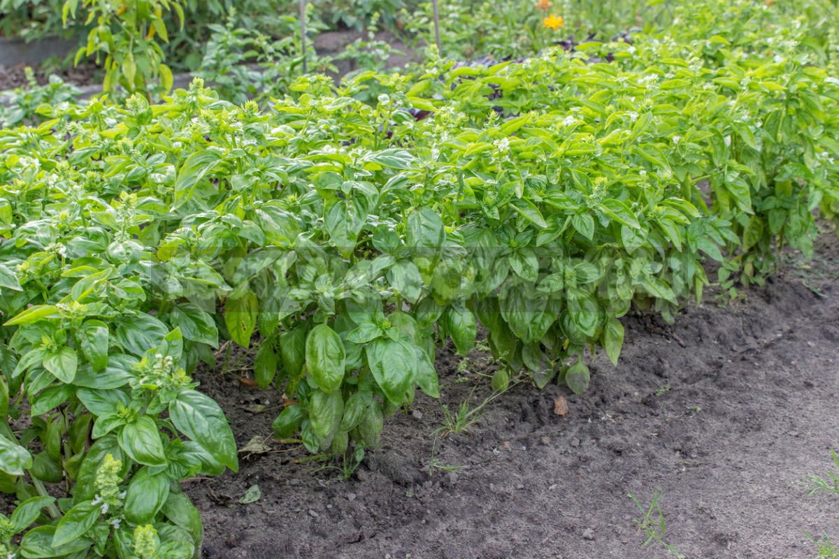 How To Plant And Care For Basil