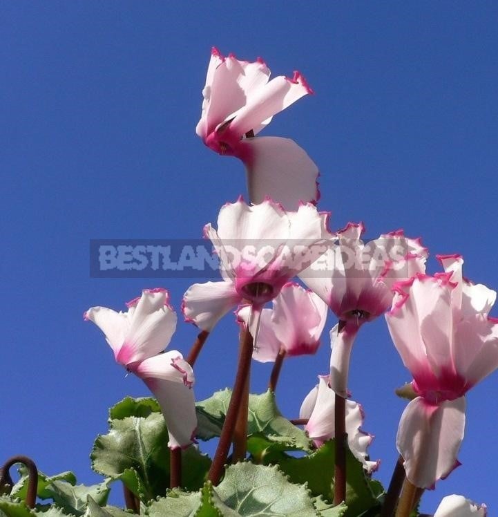 Cyclamen - Dancing Butterflies in Your Garden