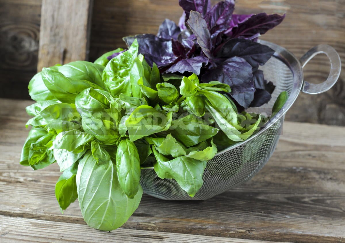 How To Plant And Care For Basil