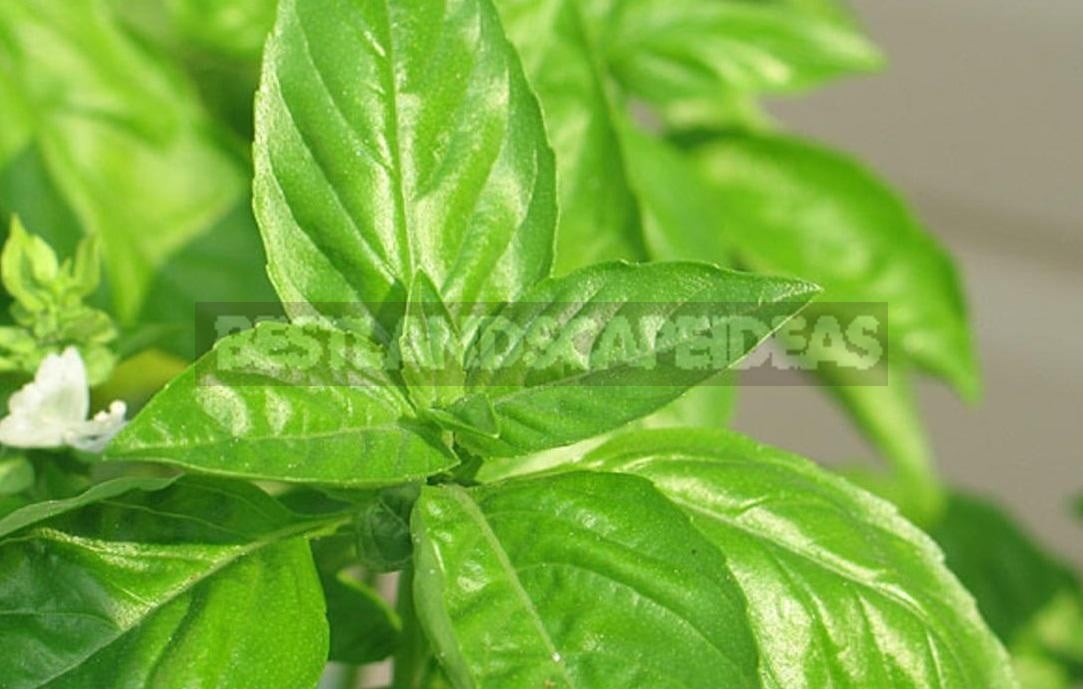 How To Plant And Care For Basil