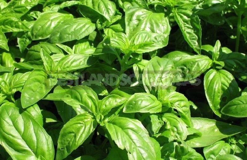 How To Plant And Care For Basil