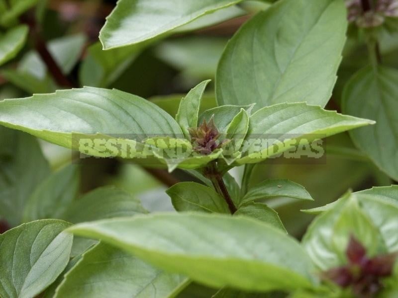 How To Plant And Care For Basil