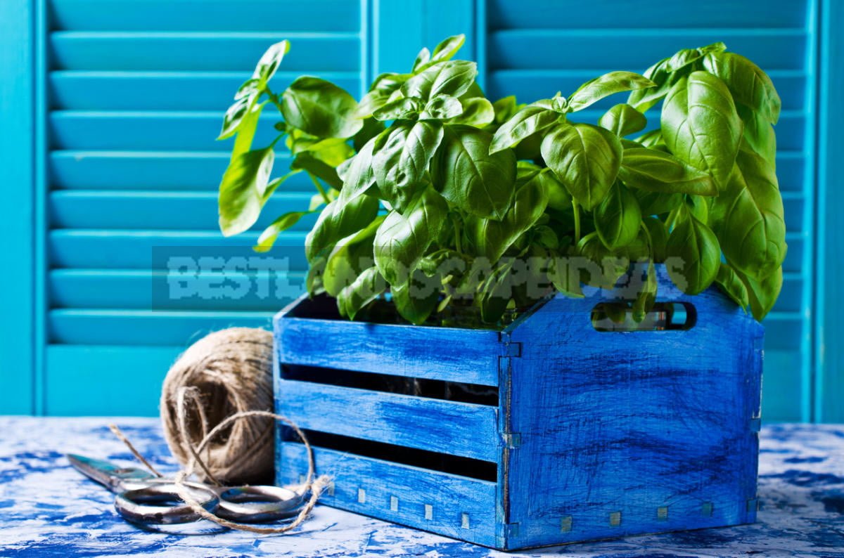 How To Plant And Care For Basil