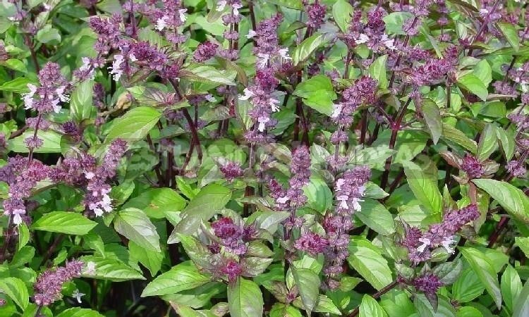 How To Plant And Care For Basil