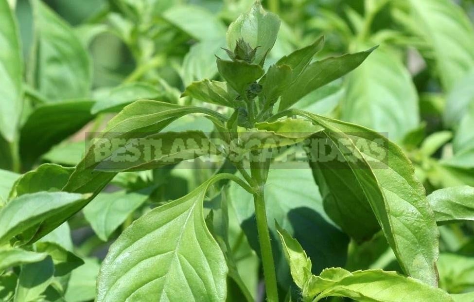 How To Plant And Care For Basil