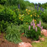 Re-Flowering: What Plants Bloom Again and How to Help Them