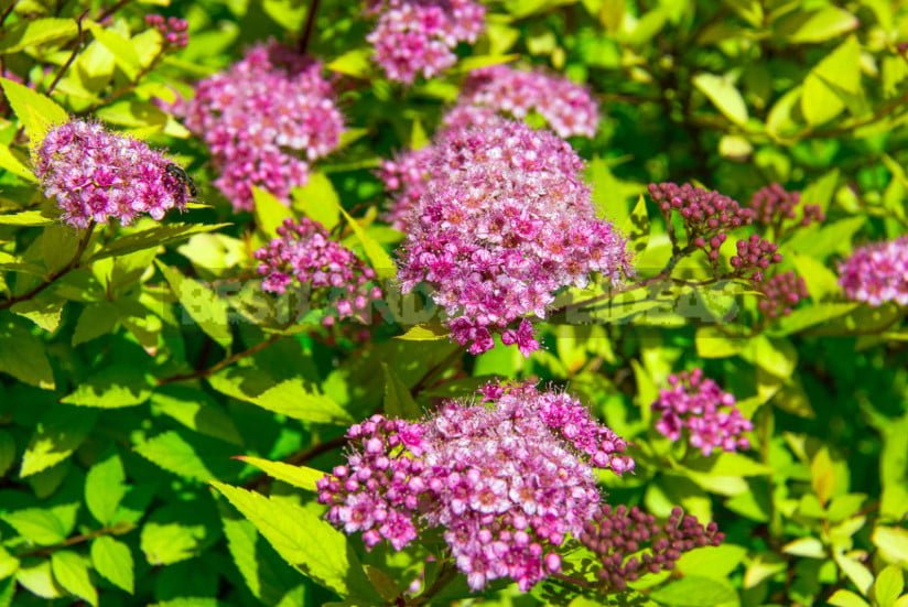 Re-Flowering: What Plants Bloom Again and How to Help Them