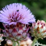 Cynara Scolymus and Hibiscus Esculentus, syn. Abelmoschus Esculentus in Diabetes: Growing and Caring