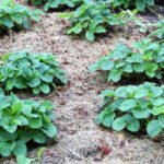 Care of Garden Strawberries in Autumn: Cleaning, Processing, Fertilizing and Watering