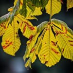 Diseases and Pests of Plants: Autumn Analysis of the Problem