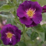 Blue Roses – 3 Varieties: Photos, Descriptions, Application in Landscape Design