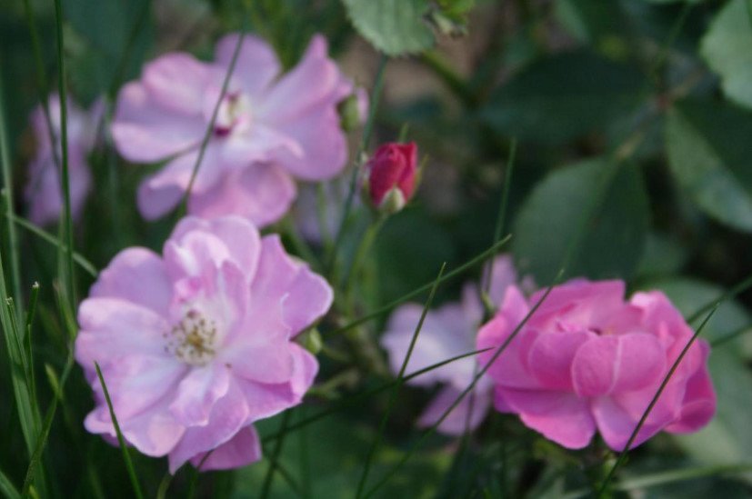 Blue Roses - 3 Varieties: Photos, Descriptions, Application in Landscape Design