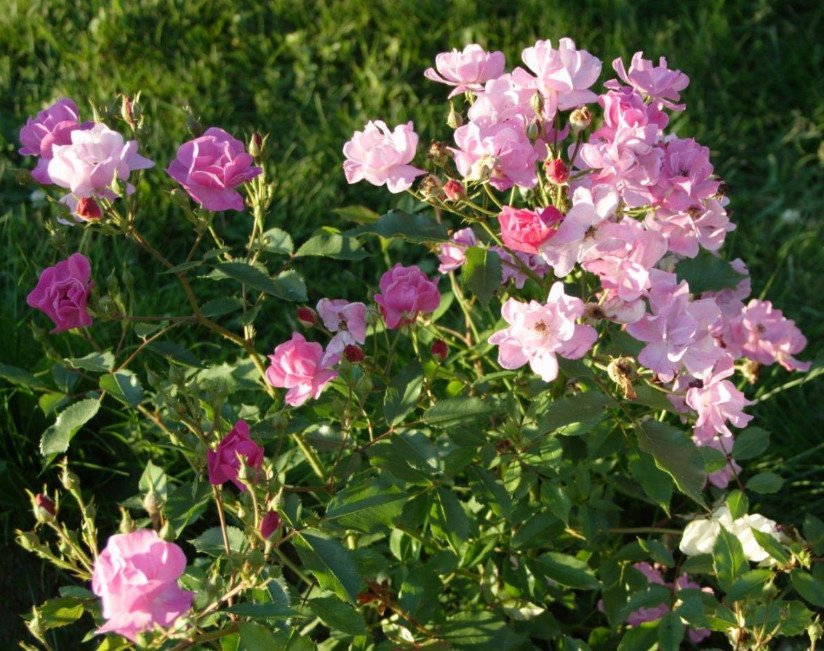 Blue Roses - 3 Varieties: Photos, Descriptions, Application in Landscape Design