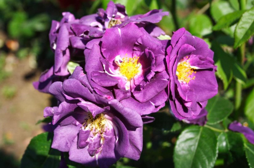 Blue Roses - 3 Varieties: Photos, Descriptions, Application in Landscape Design